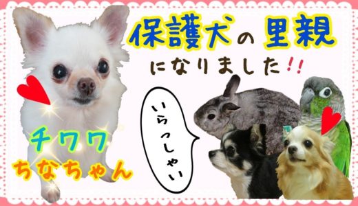 保護犬の里親になりました！！さっそくインコが遊ぶ、うさぎが気に入った！？