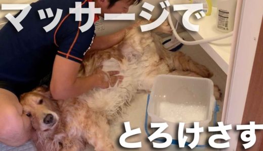 まったく参考にならない犬の洗い方2019