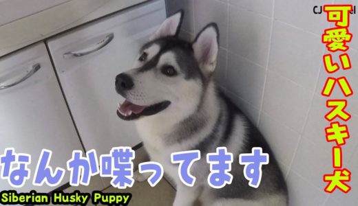 何か言って騒いでるハスキー犬 Husky Puppy