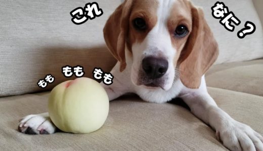 はじめて見るももと記念撮影させられるビーグル犬のうぃるさん