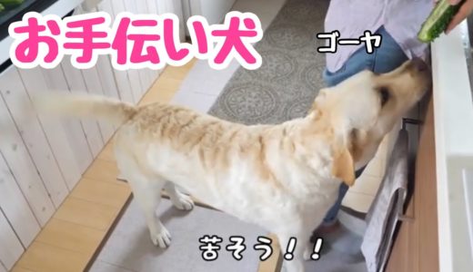 お手伝い犬ラブラドールきなこ