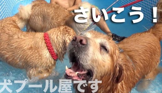 犬をプールに入れる屋さん2019