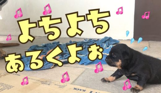 【犬９匹と海外生活】 子犬のあんこ、ママのとこへ必死に行く姿が可愛い🎵【保護犬】 Surprise Dogs Channel