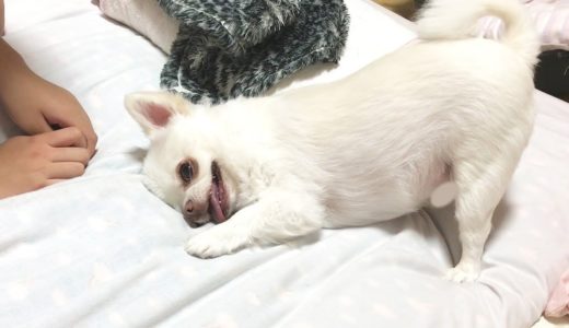 甘えてじゃれる犬の可愛い様子！寝る前のチワワのコハク