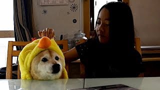 本業繁忙期中の間繋ぎ動画です＝！【甲斐犬・柴犬】