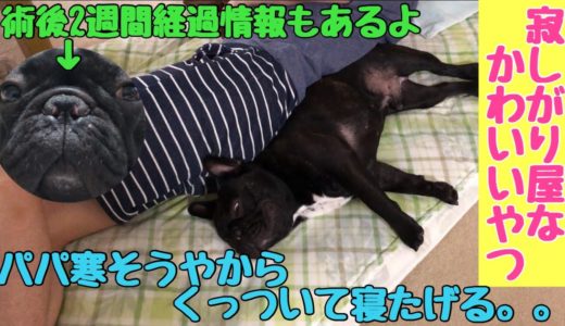 いつでもパパとくっついて寝たい犬～手術から2週間経過した鼻の状況【経過報告】