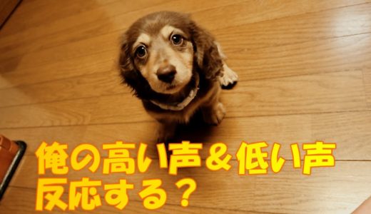 【愛犬】犬が首をかしげる音をやってみた！