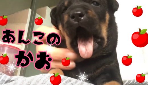 【保護犬】あんこのお顔はこんな顔！！