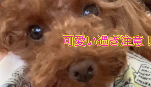 可愛い過ぎ！！いちゃもんをつける犬！【トイプードル】