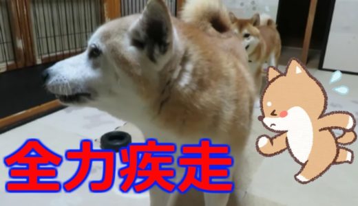 14kgで太りすぎ、13歳老犬ちゃめの元気に感動