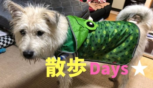 元野犬オークの朝・夜散歩の姿とは…★そして、犬からカエルに変身？(^^♪