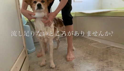 犬ヨーゼフのシャンプータイム