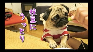 飼い主のつまみの枝豆を狙うパグ犬ぷぅ