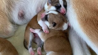 #AKITA PUPPIES ONLINE | ЩЕНКИ #АКИТА ОНЛАЙН | PET 犬 | DAY 11