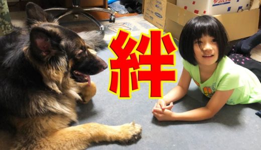 強い絆で結ばれる・孫娘、梨々香・シェパード犬マックと秋田犬そうすけ