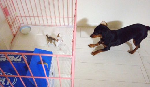 お迎えした子犬が先住犬と仲良くなるまでの1週間の記録