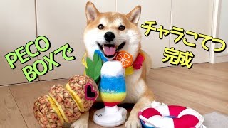 PECOBOXで最高に浮かれた犬が完成！柴犬こてつ君♡