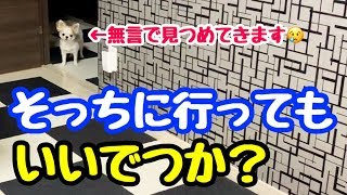 本当は一緒に遊びたい癖に飼い主と先住犬に気を使うチワワ【切ない】