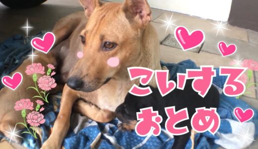 恋する女  メイ【保護犬】