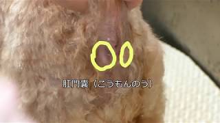 犬の肛門腺絞り