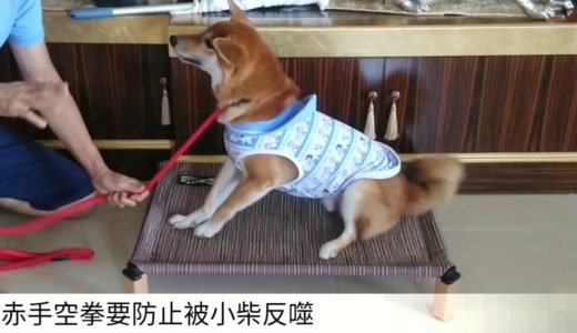 咬主固執犬居家定位訓練