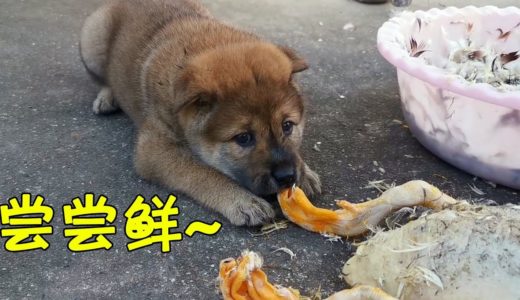 主人给鸭子拔毛，田园犬小奶狗过来凑热闹，想要偷吃却很怂！