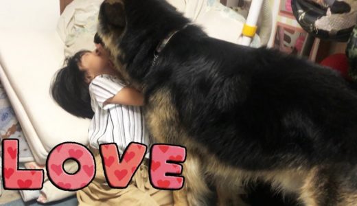 毎日の嬉しい、ただいま、おかえり。孫娘とシェパード犬 Grandchildren And dogs