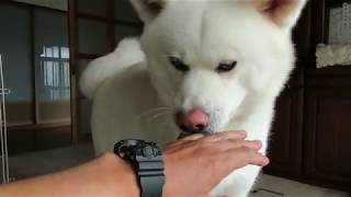 【秋田犬ゆうき】熱中症対策の塩分と鉄分は飼い主から貰います【akita dog】