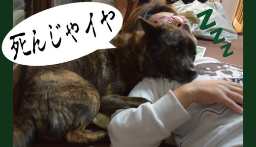 甲斐犬が酔ってダウンしたパパに抱きつく＝！【甲斐犬・柴犬】