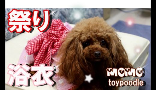 【犬服】モモの今年の可愛い浴衣が出来ました♪　トイプードルモモ　tpypoodle.MOMO