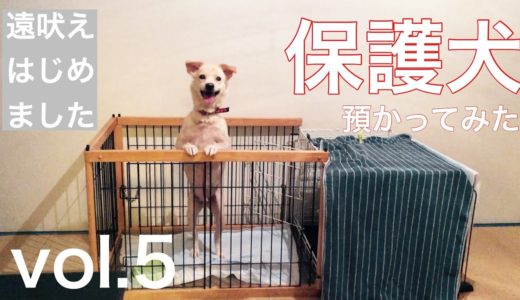 【保護犬預かり】〜遠吠えはじめました〜【10日目】