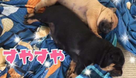 寝ててもかわいい、大事な時【保護犬】