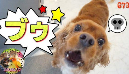 おならの音に気づかない犬！反応なし！673｜おもしろい・かわいい動物ペットFunny dog fart animal