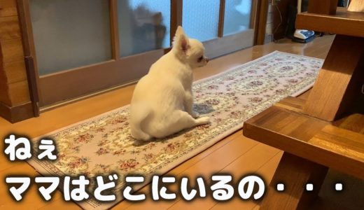 ママに会いたくて落ち着かない犬！淋しいチワワのコハク