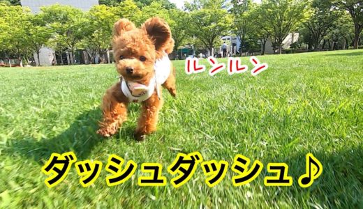 【犬目線カメラ】やっぱり走るならお外♪小さな犬の猛ダッシュ！「トイプードルのコロン」