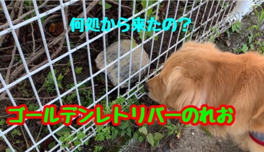 【大型犬】何にでも興味を示す、ゴールデンレトリバーのれお