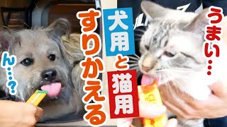 【ドッキリ】犬と猫が夢中で食べているオヤツをすりかえてみた結果…