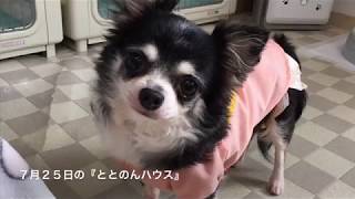 7月25日の保護犬の様子