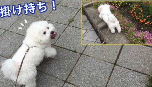 公園を掛け持ちでパトロールしに行く犬！ビションフリーゼ