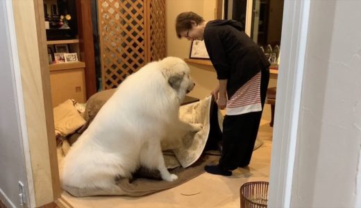 アランこたつを片付けないで欲しい　Great Pyrenees　グレートピレニーズ