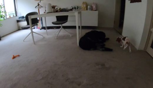 大型犬の老犬と小型犬の子犬 パート4 ~ Large old dog and small dog puppy part 4~