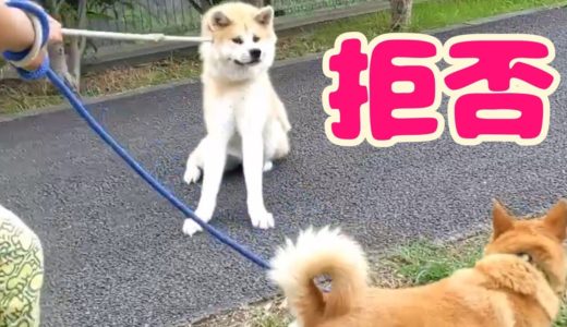 ハンズフリー撮影器具で犬の散歩撮影してみた【大型犬編】Large dog walk