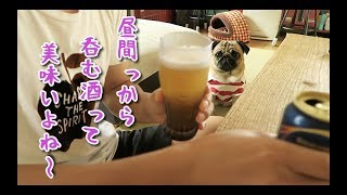 愛犬と戯れ昼間っから酒を呑む休日　パグ犬ぷぅ pug