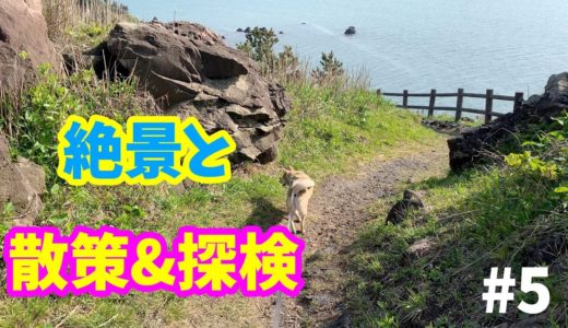 【雑種犬むぎの公園紹介】春スノボして三崎公園を散策&探検するの巻#5🏂2019年5月