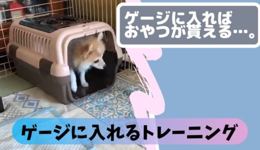 【犬用パーソナルトレーニング②】ゲージに入るトレーニング編