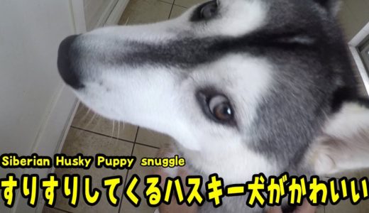 ご飯の時は体をスリスリしてくるハスキー犬 Husky Puppy