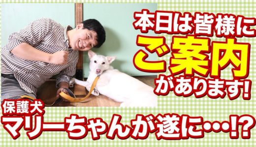 本日は皆様にご案内があります！保護犬マリーちゃんが遂に・・・！？