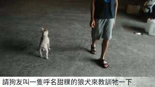 法國鬥牛犬社會化訓練