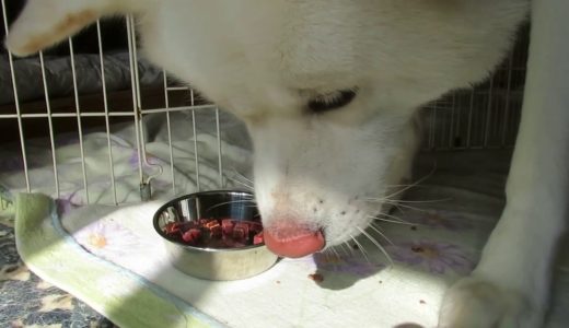 【秋田犬ゆうき】おやつタイプとは言ってもやっぱり薬なのでまずい【akita dog】