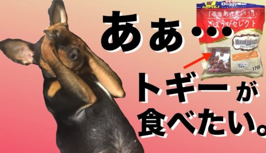 トギーをたずねて3000掻きする ミニピン 力男【犬おやつ】【必死】【床掘り】【ミニチュア・ピンシャー】